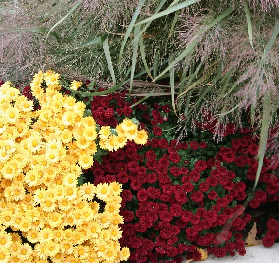 Colorful Mums for Fall Gardens and Containers